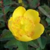 Hypericum Dummeri Peter Dummer - Millepertuis 3 Hypericum Dummeri Peter Dummer - Millepertuis -Jardin De Fleurs Magasin millepertuis hypericum dummeri peter dummer 7540 1