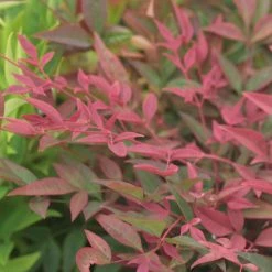 Nandina Obsessed Seika - Bambou SacrÃ©