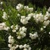 Laurier Rose - Nerium Oleander Blanc -Jardin De Fleurs Magasin nerium oleander blanc 833818 1