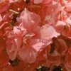 Laurier Rose - Nerium Oleander Rose Saumon Double -Jardin De Fleurs Magasin nerium oleander rose saumon double 83384 1