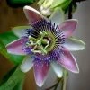 Passiflora Allardii - Fleur De La Passion -Jardin De Fleurs Magasin passiflora allardii 87026 1