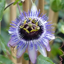 Passifore Damsel's Delight - Fleur De La Passion