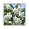 Seringat Blanc - Philadelphus AlbÃ¢tre -Jardin De Fleurs Magasin philadelphus albatre 84187 1