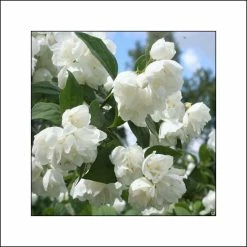 Seringat Blanc - Philadelphus AlbÃ¢tre