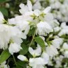 Philadelphus Little White Love - Seringat Nain. -Jardin De Fleurs Magasin philadelphus little white love 84191 1