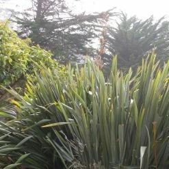 Phormium Tenax - Lin De Nouvelle-ZÃ©lande