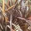 Phormium Tenax Purpureum - Lin De Nouvelle-ZÃ©lande -Jardin De Fleurs Magasin phormium tenax purpureum pot de 3l 83517 1