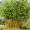 Bambou Jaune - Phyllostachys Aureosulcata Aureocaulis -Jardin De Fleurs Magasin phyllostachys aureosulcata aureocaulis 7816702 1