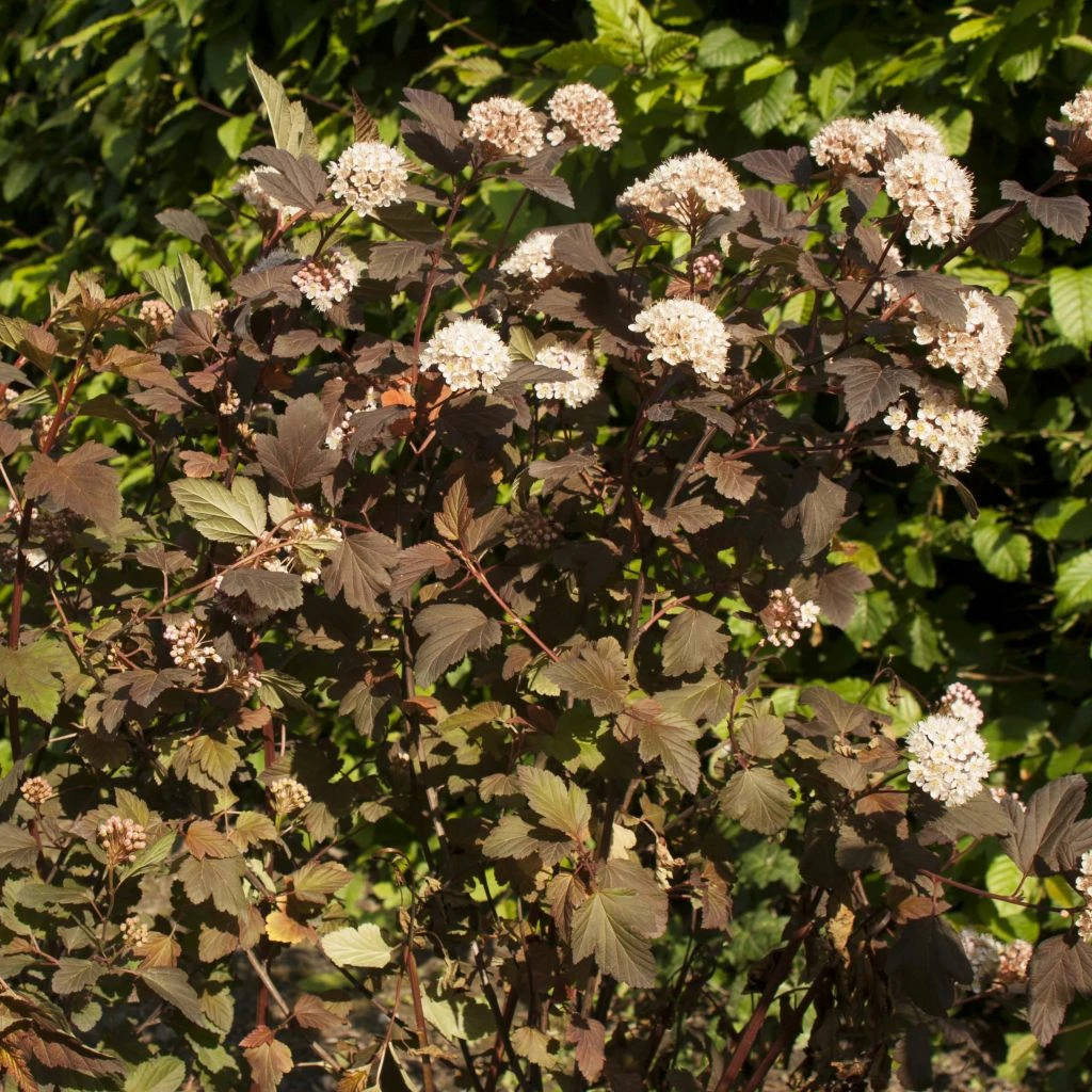 Physocarpus Opulifolius Diable D'Or - Physocarpe à Feuilles Cuivre 1 Physocarpus Opulifolius Diable D'Or - Physocarpe à Feuilles Cuivre