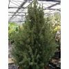 Picea Glauca December - Ã‰pinette Blanche -Jardin De Fleurs Magasin picea glauca december 85220 1