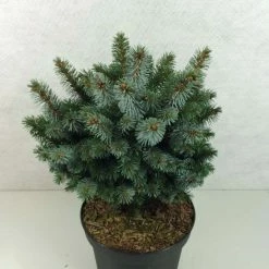 Ã‰picÃ©a De Sitka - Picea Sitchensis Silberzwerg