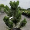 Pin - Pinus Heldreichii Satellit -Jardin De Fleurs Magasin pinus heldreichii satellit 100785 1