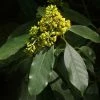 Pittosporum Daphniphylloides -Jardin De Fleurs Magasin pittosporum daphniphylloides 86436 1