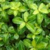 Pittosporum Tenuifolium Golden Ball -Jardin De Fleurs Magasin pittosporum tenuifolium golden ball 85615 1 1