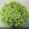 Pittosporum Tenuifolium Midget -Jardin De Fleurs Magasin pittosporum tenuifolium midget 15119 1