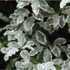 Pittosporum Tenuifolium Elisabeth -Jardin De Fleurs Magasin pittosporum tenuifolium elisabeth