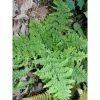 Dryopteris Dilatata Crispa Whiteside - FougÃ¨re