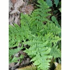 Dryopteris Dilatata Crispa Whiteside - FougÃ¨re