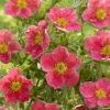 Potentilla Fruticosa Danny Boy - Potentille Arbustive Ã  Fleurs Simples Rose Framboise -Jardin De Fleurs Magasin potentilla danny boy copyright plantipp 2