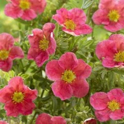 Potentilla Fruticosa Danny Boy - Potentille Arbustive Ã  Fleurs Simples Rose Framboise