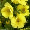 Potentille Arbustive - Potentilla Fruticosa Double Punch Gold -Jardin De Fleurs Magasin potentilla fruticosa double punch gold 100807 1