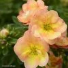 Potentille Arbustive - Potentilla Fruticosa Double Punch Peach -Jardin De Fleurs Magasin potentilla fruticosa double punch peach 100809 1