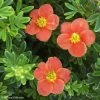 Potentille Arbustive - Potentilla Fruticosa Red'issima -Jardin De Fleurs Magasin potentilla fruticosa red issima 100815 1