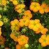 Potentille Arbustive Bella Sol - Potentilla Fruticosa -Jardin De Fleurs Magasin potentille arbustive bella sol 85478 1