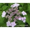Hortensia Serrata Princesse Eugénie 3 Hortensia Serrata Princesse Eugénie -Jardin De Fleurs Magasin princesse eugenie