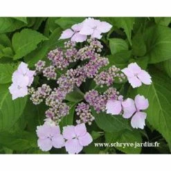 Hortensia Serrata Princesse EugÃ©nie