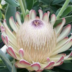 Protea Susara - ProtÃ©e Hybride