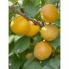 Abricotier - Prunus Armeniaca Bulida -Jardin De Fleurs Magasin prunus armeniaca bulida 100995 1