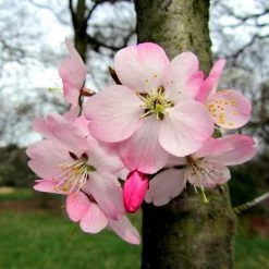 Cerisier Ã  Fleurs Du Japon Nain - Prunus Incisa Paean