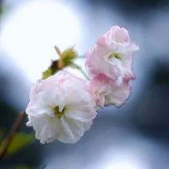 Cerisier Ã  Fleurs - Prunus Serrulata Shirofugen