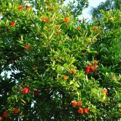 Grenadier Ã  Fruits - Punica Granatum Fina Tendral