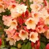 Rhododendron Jingle Bells - Rhododendron Nain -Jardin De Fleurs Magasin rhodo jingle bells 80479 1