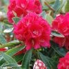 Rhododendron Arboreum Rouge - Grand Rhododendron -Jardin De Fleurs Magasin rhododendron arboreum rubrum 80474 1