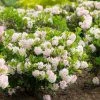Rhododendron Bloombux -Jardin De Fleurs Magasin rhododendron bloombux 83146 3