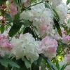 Rhododendron Loderi King George -Jardin De Fleurs Magasin rhododendron loderi king george 83665 1