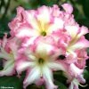 Rhododendron Melrose Flash - Grand Rhododendron -Jardin De Fleurs Magasin rhododendron melrose flash 781743 1
