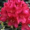 Rhododendron Nova Zembla - Grand Rhododendron 2 Rhododendron Nova Zembla - Grand Rhododendron -Jardin De Fleurs Magasin rhododendron nova zembla 781747 1
