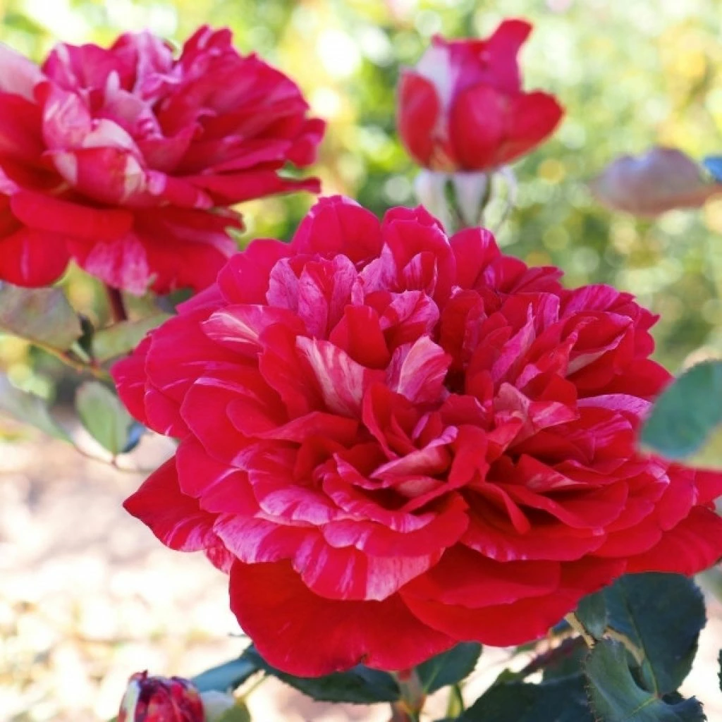 Rosier à Grandes Fleurs Berthe Morisot 1 Rosier à Grandes Fleurs Berthe Morisot