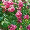 Rosier Grimpant American Pillar -Jardin De Fleurs Magasin rosier american pillar 66513 1