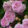 Rosier Ancien Pink Ghislaine De FÃ©ligonde -Jardin De Fleurs Magasin rosier ancien pink ghislaine de feligonde 85821 1