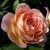 Rosier David Austin Lady Of Shalott -Jardin De Fleurs Magasin rosier anglais lady of shalot 771463 1