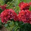 Rosier Arbustif La Reine De La Nuit -Jardin De Fleurs Magasin rosier arbustif reine de la nuit en racines nues 85817 1