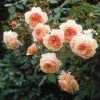 Rosier David Austin A Shropshire Lad -Jardin De Fleurs Magasin rosier david austin a shropshire lad 665312 1