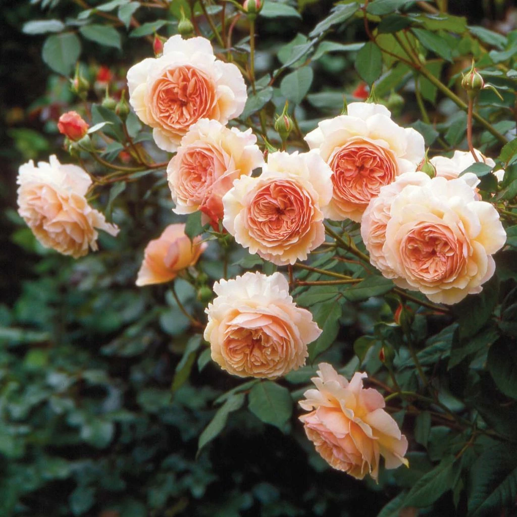 Rosier David Austin A Shropshire Lad 1 Rosier David Austin A Shropshire Lad