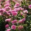 Rosier David Austin Gertrude Jekyll -Jardin De Fleurs Magasin rosier david austin gertrude jekyll 665072