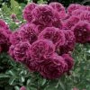 Rosier Grimpant Crimson Shower -Jardin De Fleurs Magasin rosier grimpant crimson shower 659822 1